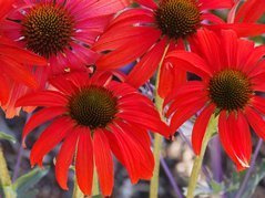 Jeżówka Tomato Soup PBR Echinacea hybrida C2