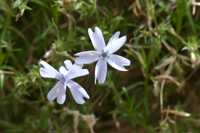 Floks szydlasty Emerald Cushion Blue Phlox subulata P9