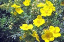 Pięciornik krzewiasty Goldfinger Potentilla fruticosa C2