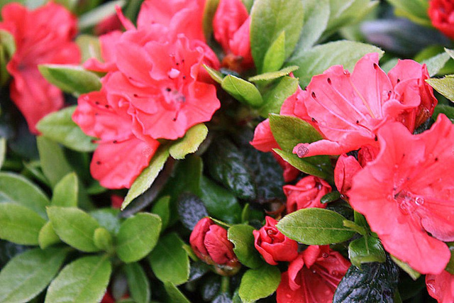 Azalia japońska Geisha Orange Rhododendron obtusum C2