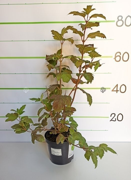 Kalina koralowa Roseum Viburnum opulus P9