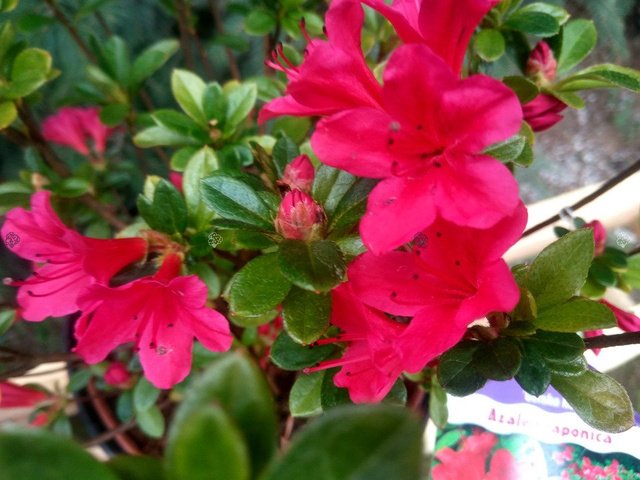 Azalia japońska Geisha Red Rhododendron obtusum C2