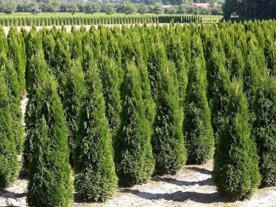 Tuja Pyramidalis Compacta Thuja occidentalis C2