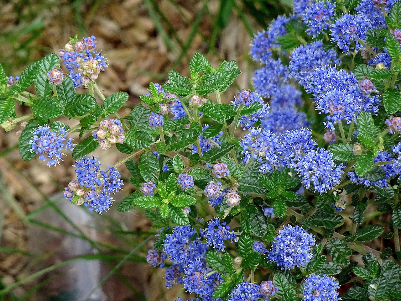 Prusznik Italian Skies Ceanothus P9