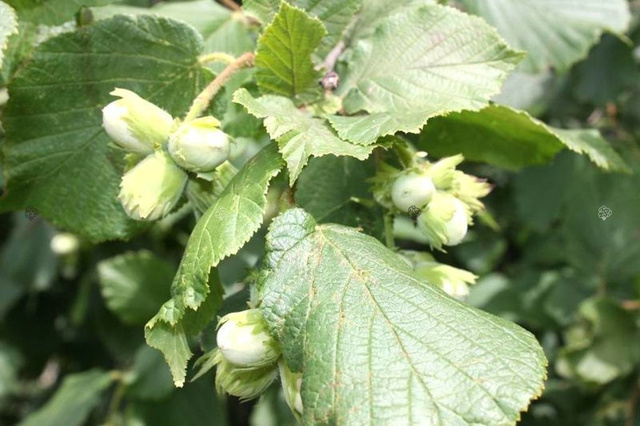 Leszczyna pospolita Olbrzymi z Halle Corylus avellana C5