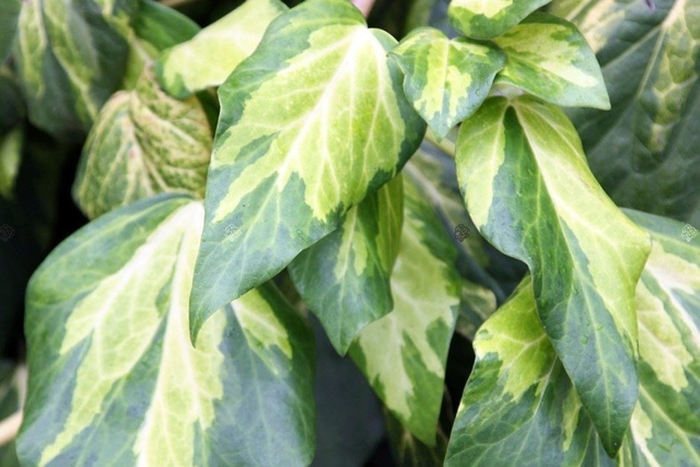 Bluszcz kolchidzki Sulphur Heart Hedera colchica P9