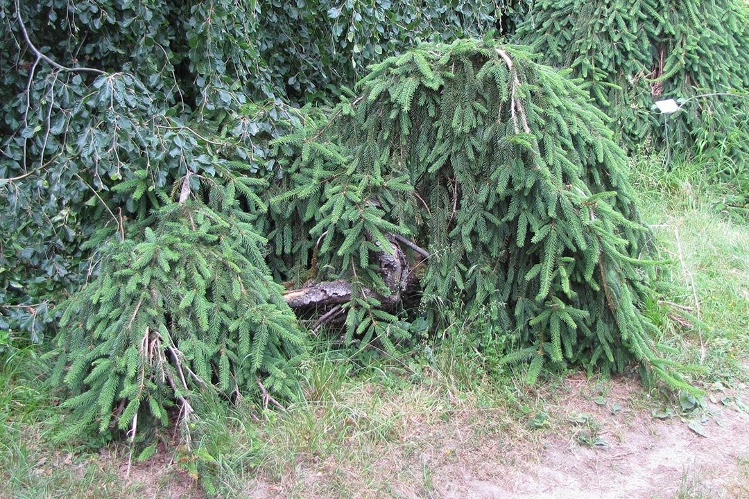 Świerk pospolity Inversa Picea abies C5