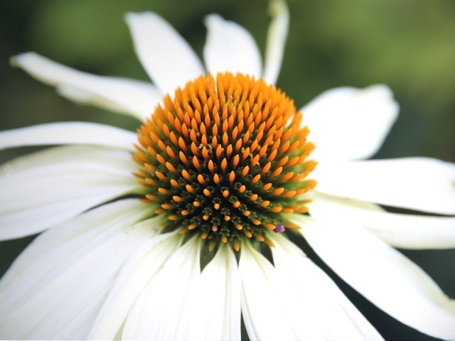 Jeżówka Alba Echinacea hybrida P9