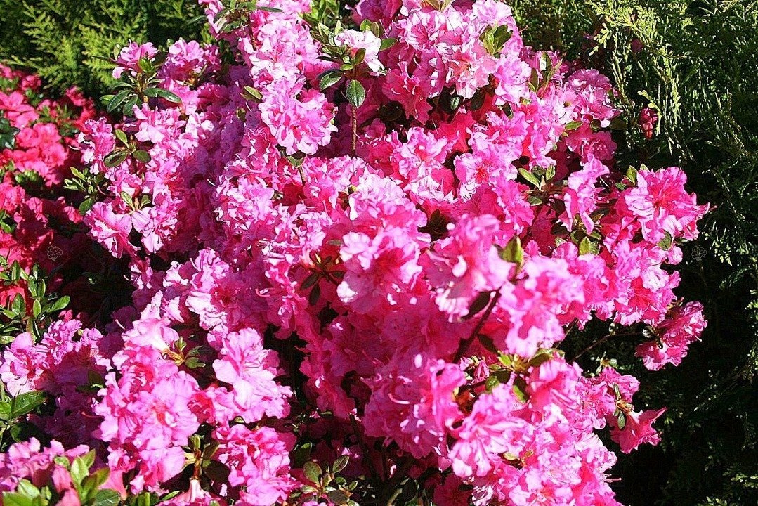 Azalia japońska Petticoat PBR Rhododendron obtusum C2