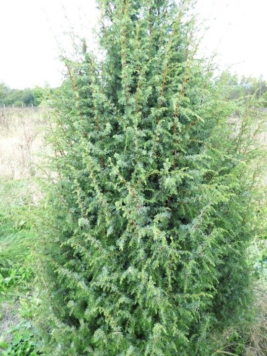 Jałowiec pospolity Hibernica Juniperus communis C2