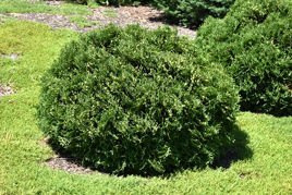 Tuja Little Gem Thuja occidentalis P9