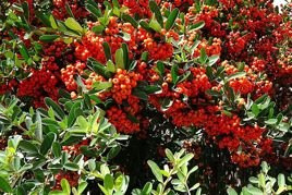 Ognik Orange Glow Pyracantha P9