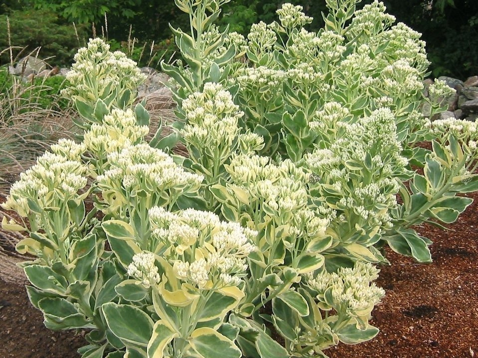 Rozchodnik Frosty Morn Sedum P9