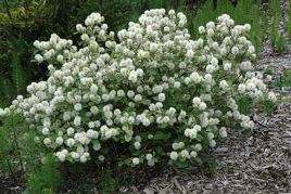 Fotergilla większa Fothergilla major C2