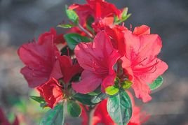 Azalia japońska Muneira Rhododendron obtusum C2