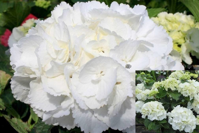 Hortensja ogrodowa Schneeball Hydrangea macrophylla Snowball C2
