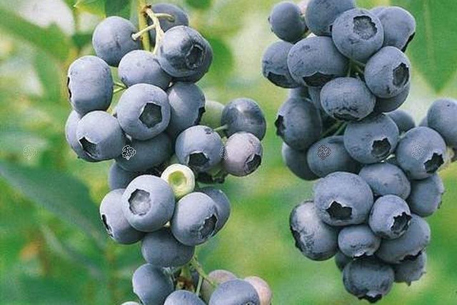 Borówka amerykańska Chandler Vaccinium corymbosum P9