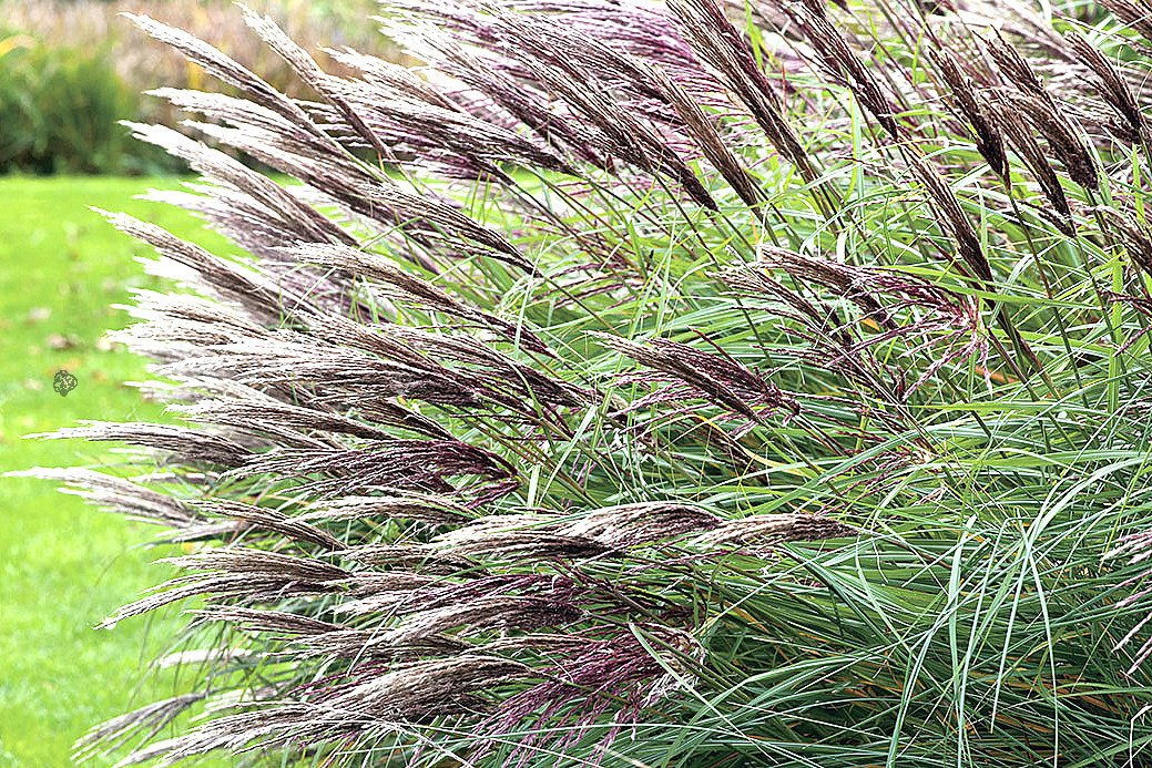 Miskant chiński Red Chief Miscanthus sinensis C5
