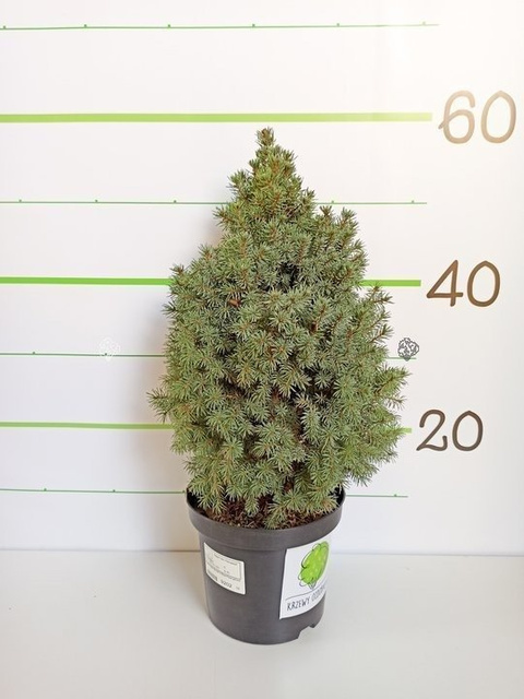 Świerk biały Sander's Blue Picea glauca C3