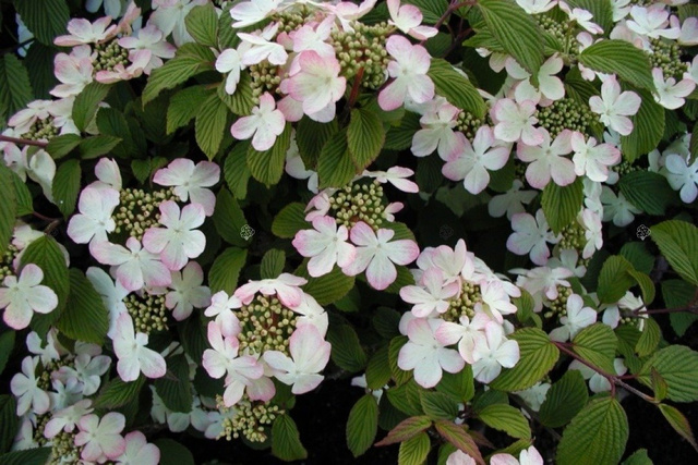 Kalina japońska Pink Beauty Viburnum plicatum P9