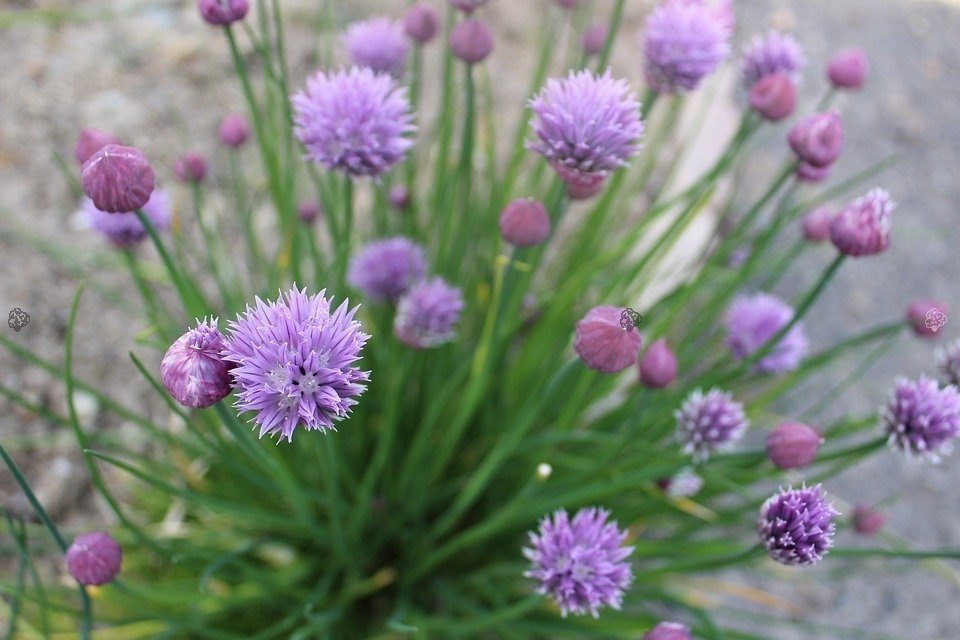 Czosnek szczypiorek Allium schoenoprasum P9