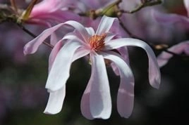 Magnolia Loebnera Leonard Messel Magnolia loebneri C3
