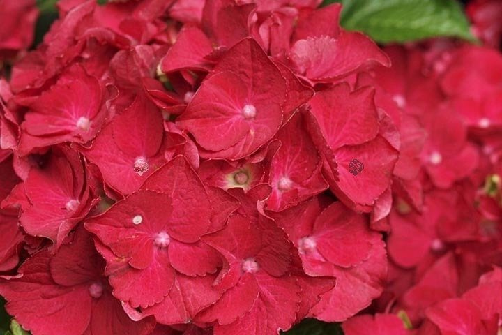 Hortensja ogrodowa Hot Red PBR Hydrangea macrophylla C2