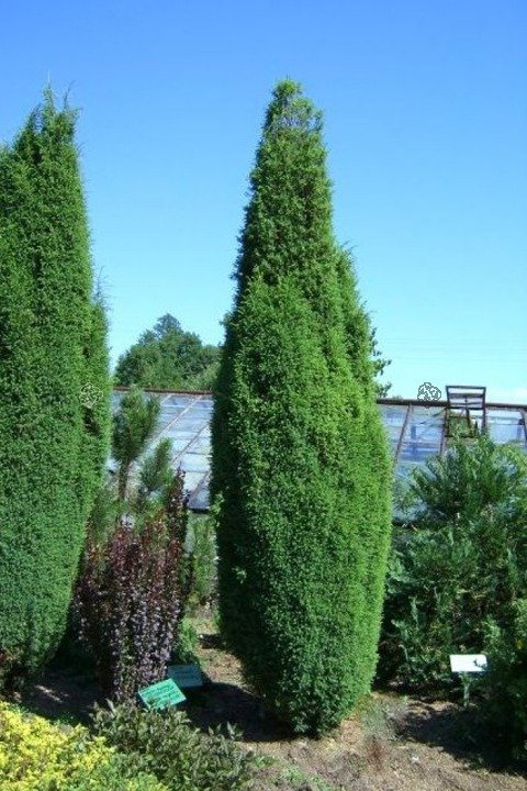 Jałowiec pospolity Suecica Juniperus communis C3