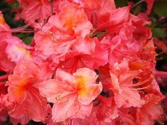 Azalia wielkokwiatowa Sarina Rhododendron (Knaphill-Exbury) C4