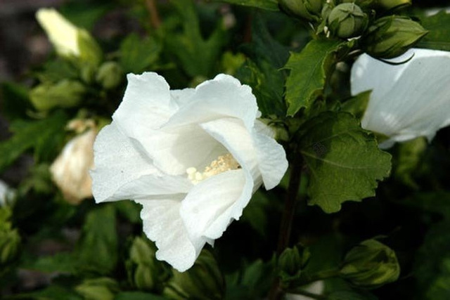 Ketmia syryjska Totus Albus Hibiscus syriacus C2