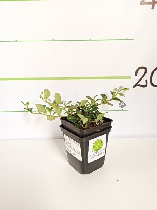 Irga płożąca Dammera Major Cotoneaster dammeri P9