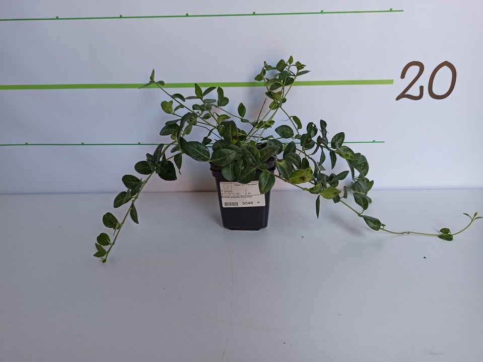 Barwinek pospolity Vinca minor P9