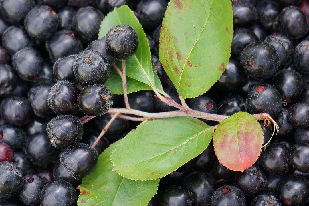 Aronia czarnoowocowa Aronia melanocarpa C2