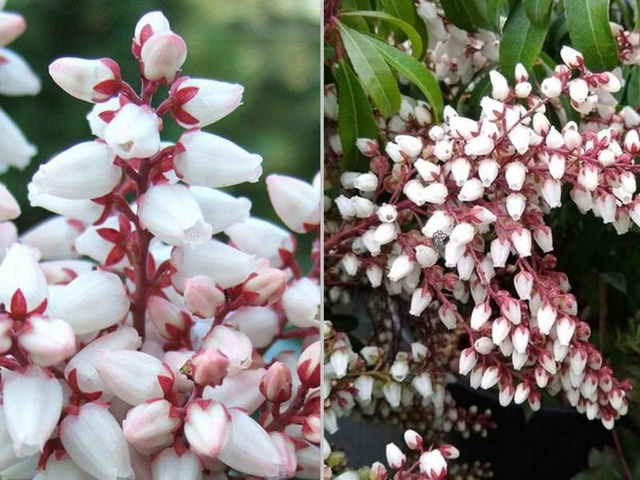 Pieris japoński Bonfire Pieris japonica