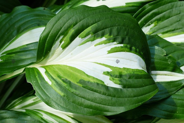 Funkia American Sweetheart Hosta C3
