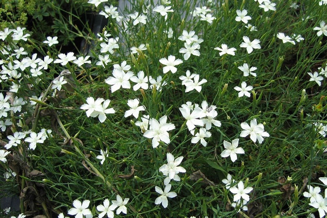 Goździk kropkowany Albiflorus Dianthus deltoides P9