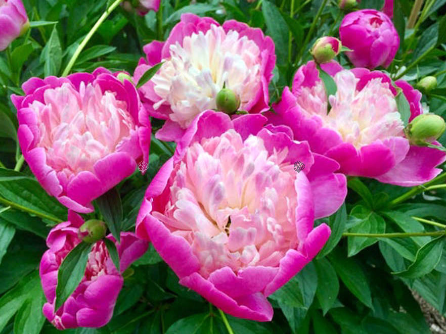Piwonia Bowl of Beauty Paeonia C2