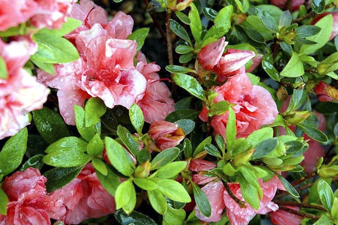 Azalia japońska Cherie Rhododendron obtusum C2