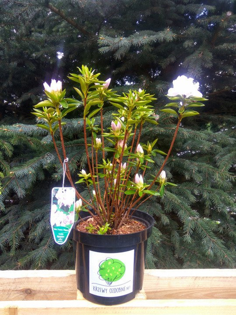 Azalia japońska Mrs Nancy Dippel Rhododendron obtusum C2