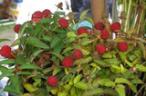 Malinotruskawka Rubus illecebrosus C2