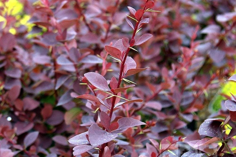 Berberys ottawski Superba Berberis ottawensis C3