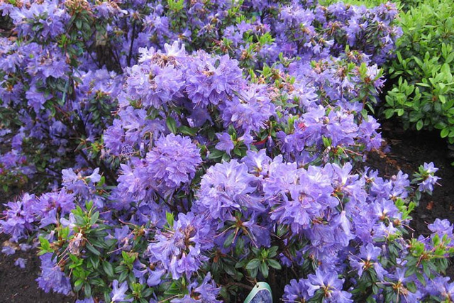 Różanecznik Blue Silver Rhododendron C1,5