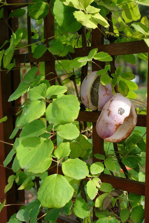 Akebia pięciolistkowa Akebia quinata C2