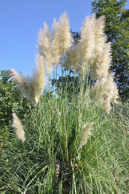 Kortaderia Trawa pampasowa Pumila Cortaderia selloana