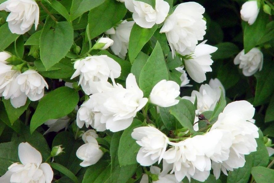 Jaśminowiec Manteau d'Hermine Philadelphus P9
