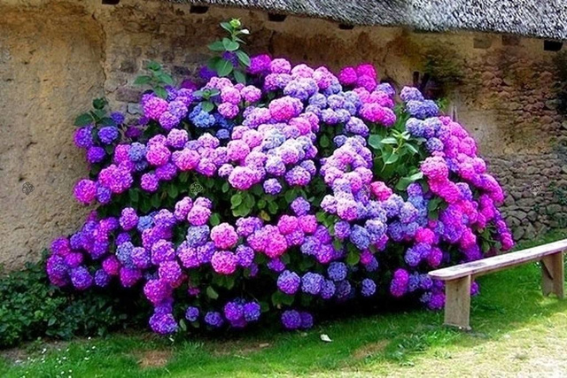 Hortensja ogrodowa Masja Hydrangea macrophylla C2