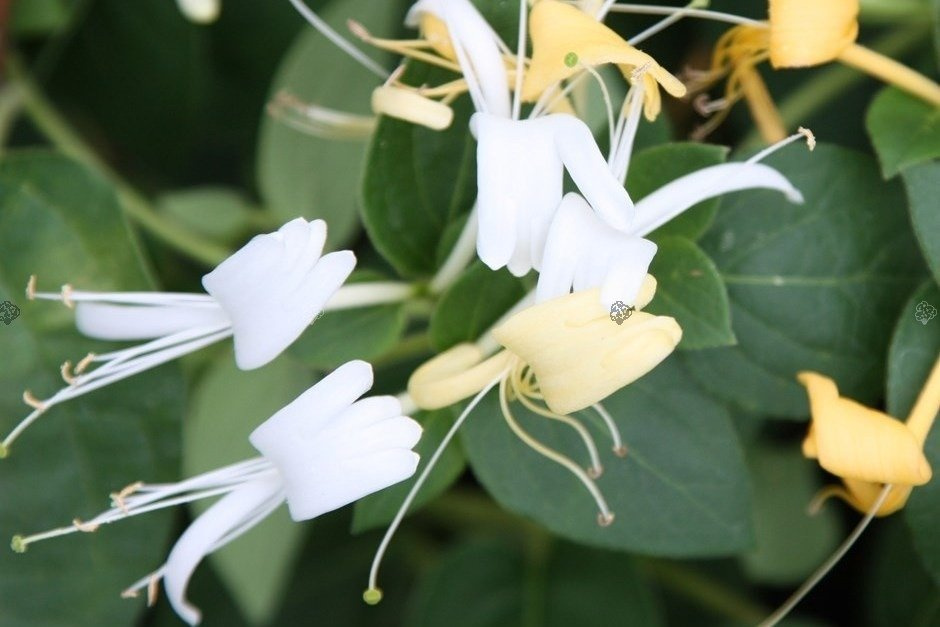 Wiciokrzew japoński Aureoreticulata Lonicera japonica P9