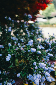 Prusznik Italian Skies Ceanothus P9