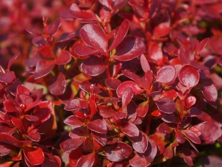 Berberys Thunberga Lutin Rouge PBR Berberis thunbergii C2