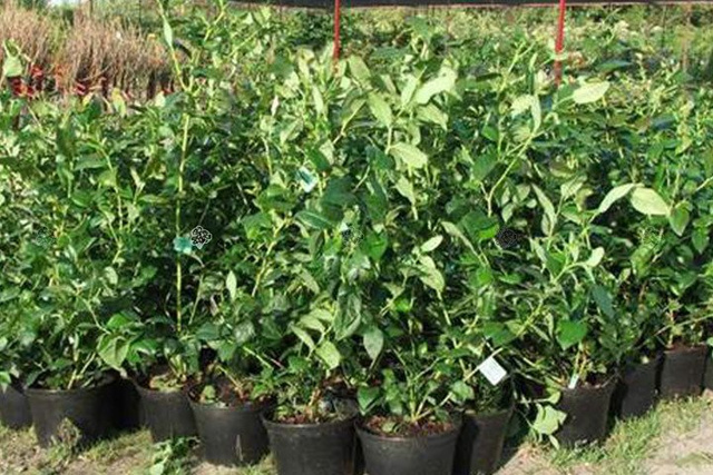 Borówka amerykańska Earliblue Vaccinium corymbosum C1,5